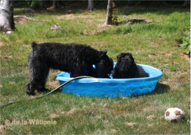 boubous dans piscine